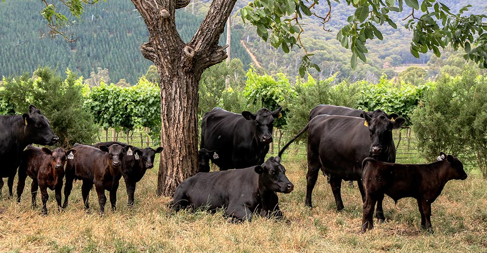 Alpine Angus cows