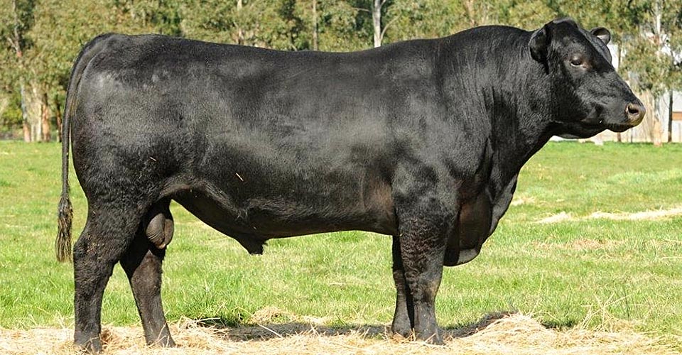 Alpine Angus bull