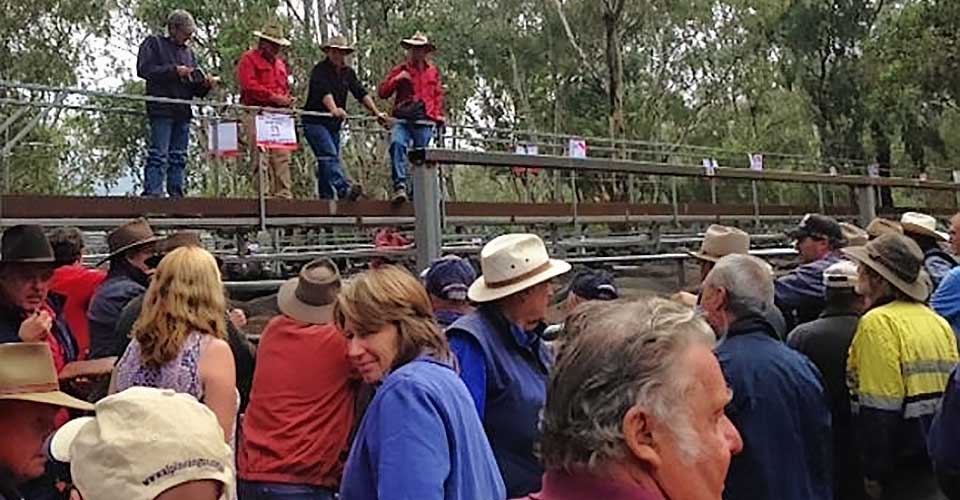 Myrtleford calf sales