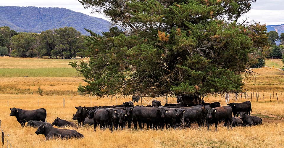 Alpine Angus cow herd