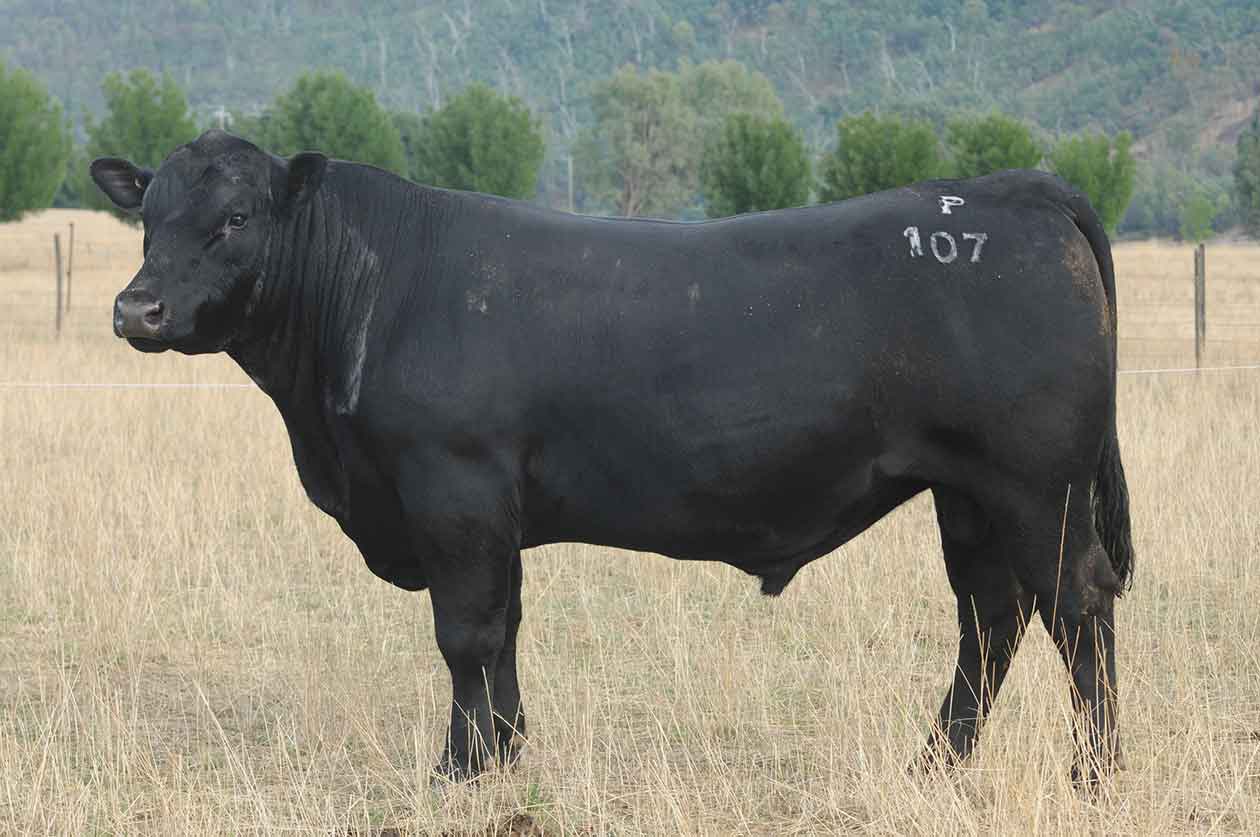 Lot 22