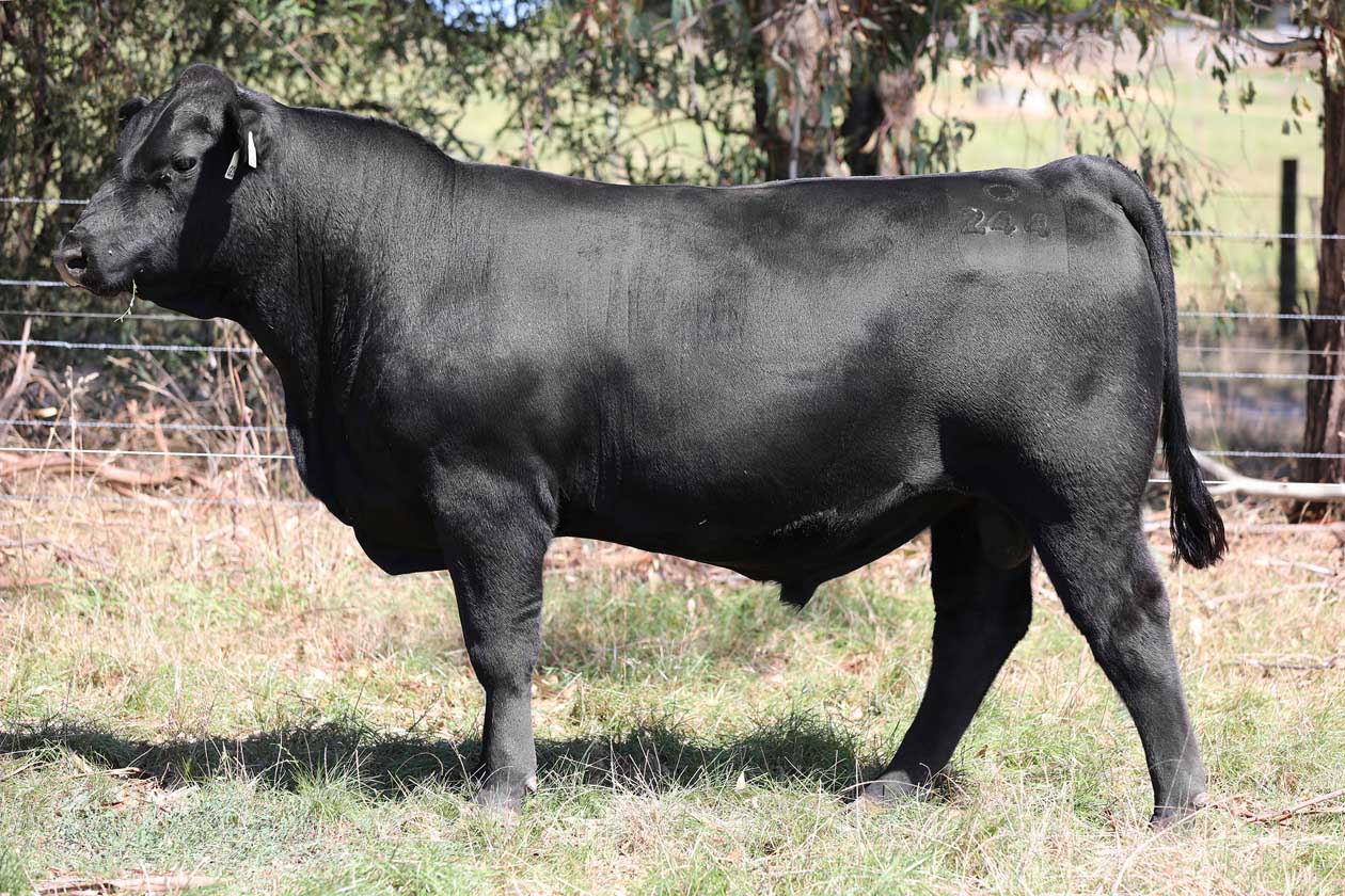 Lot 55
