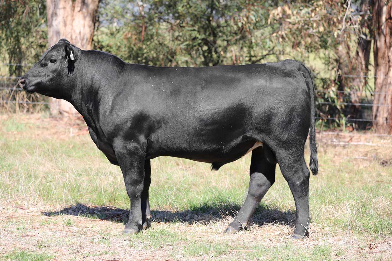 Lot 67