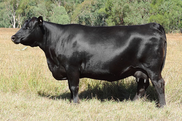 Alpine Longshot P354