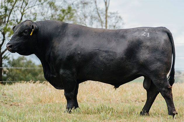 Alpine 38 Special S021