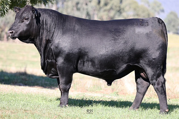 Alpine Real Deal R163