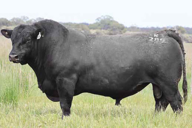 Alpine Rock Solid R289