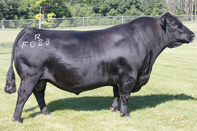 Tehama Patriarch F028